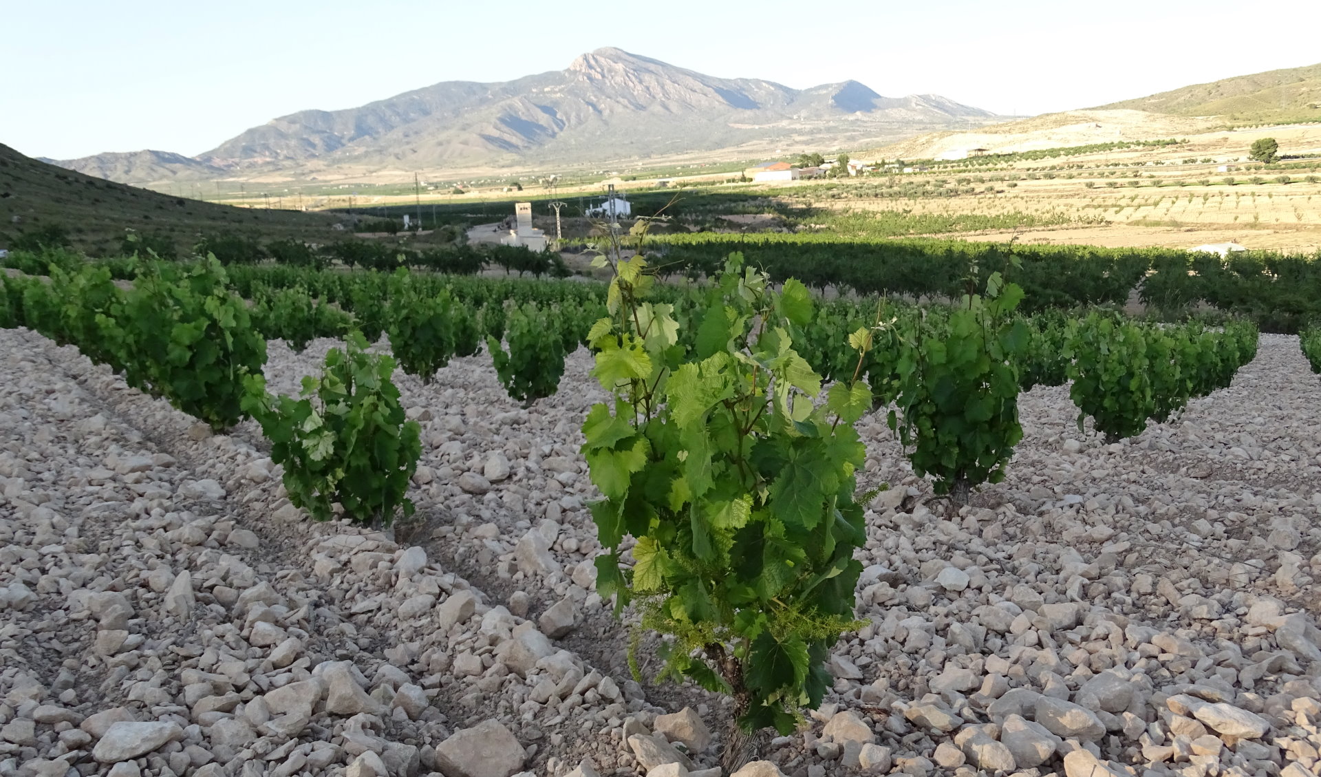 FAMILIA PACHECO - BARRICA - MONASTRELL VINEYARD