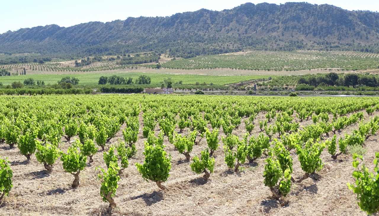 unoaked-wines-Navajuelos